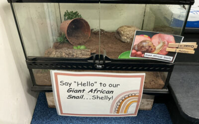 Shelly the Giant African Snail